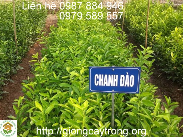 giong chanh dao