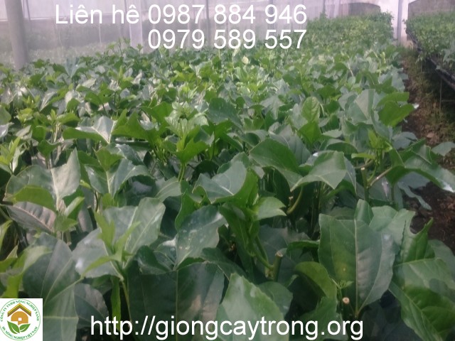 giong chanh leo dai loan