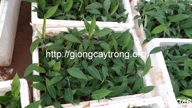 giong chuoi tay thai 1 giongcaytrong org1