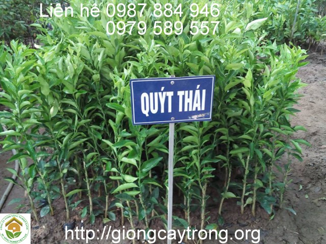 Cây giống quít Thái Lan-Hướng dẫn quy trình trồng quýt thái hiệu quả