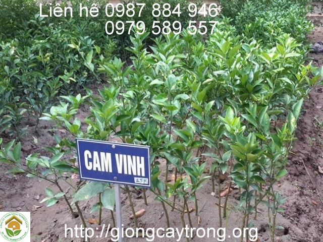 giong cam vinh