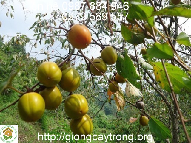 hong gion bao lam