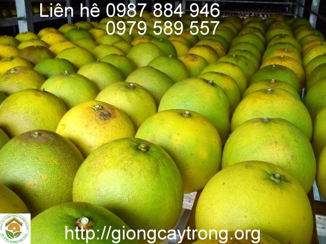 Giống Bưởi Phúc Trạch - Giống bưởi ngon đặc sản dễ trồng kinh tế cao