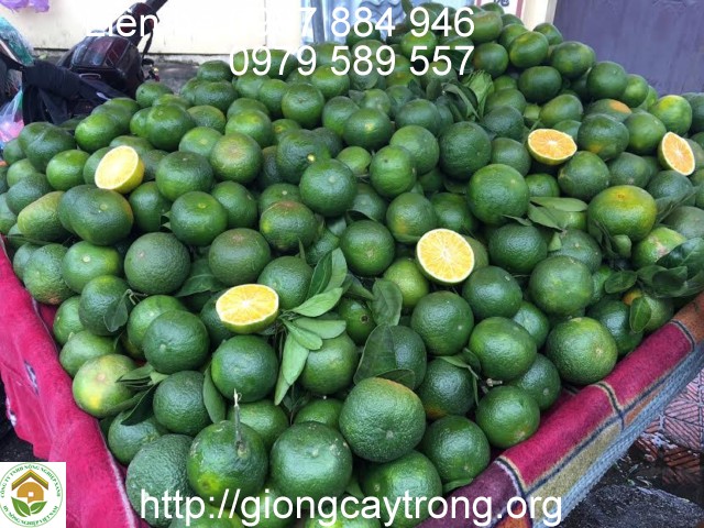 Cây Giống Cam Sành.Tuyên Quang Là Giống Cam Dễ Trồng Sản Lượng Cao