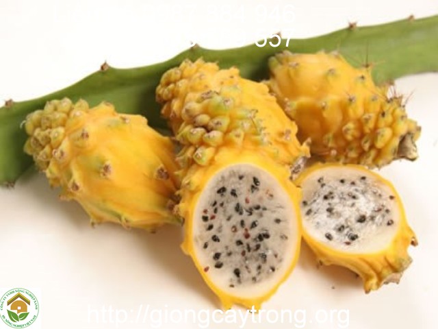 Quy trình Kỹ thuật trồng cây Thanh Long bền vững