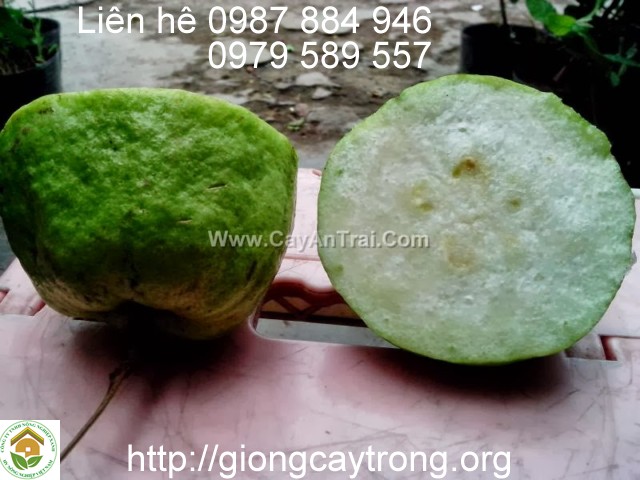 Cây Giống Ổi Nữ Hoàng: Đặc Sản Ngọt Ngào, Dễ Trồng, Năng Suất Cao