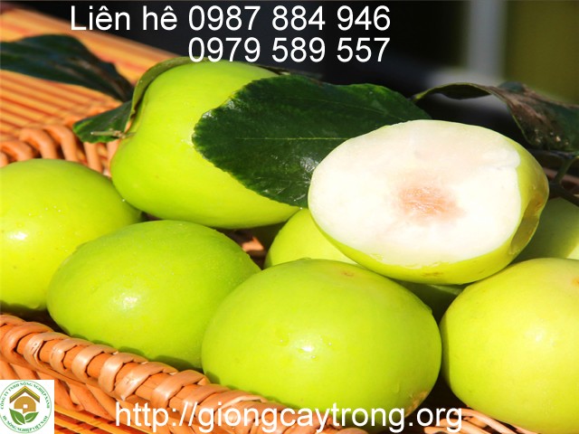 Giống Táo Đài Loan Quả To Siêu Giòn Ngọt Dễ Trồng Cho Thu Hoach Sau 6 Tháng