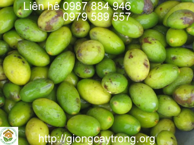 Cây Giống Trám Trắng Trám Xanh Hướng Dẫn Trồng Chăm Sóc