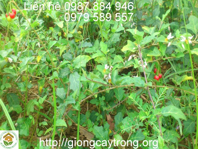Cay Ca Gai Leo 2