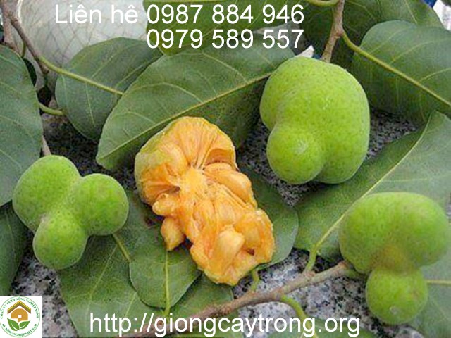 Giống Cây Chay - gieo hạt- bầu 15-20cm Dễ Trồng Dễ Chăm Sóc