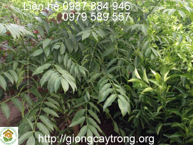 cây giống cóc thái