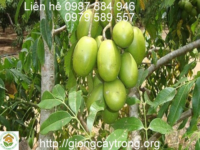 cây cóc thái trưởng thành