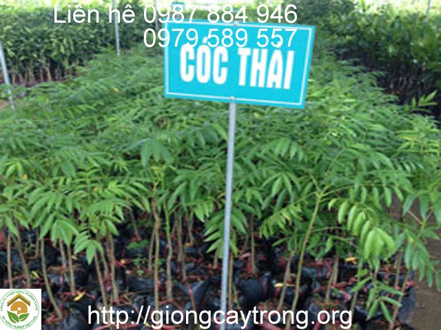Cay Coc Thai 6
