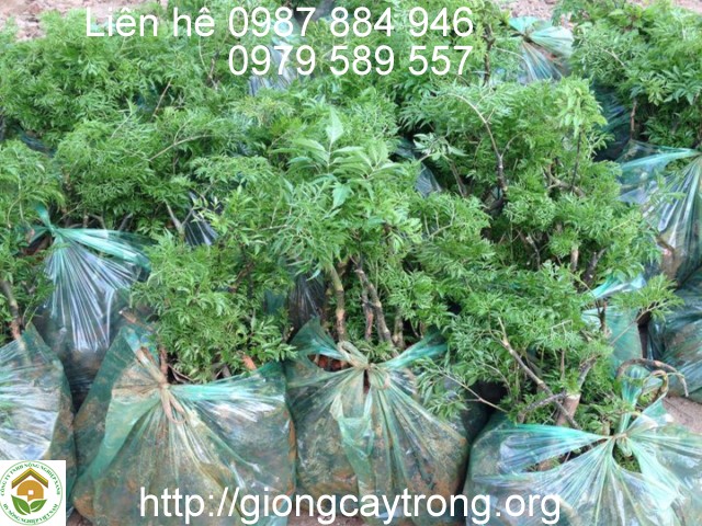 Cay Dinh Lang 6