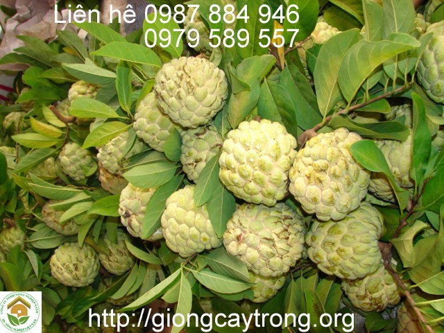 Giống Cây Na Dai Đồng Bành Lạng Sơn Dễ Trồng Năng Suất Cao