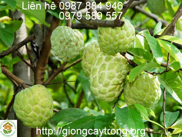 Giống Cây Na Dai Đồng Bành Lạng Sơn Dễ Trồng Năng Suất Cao