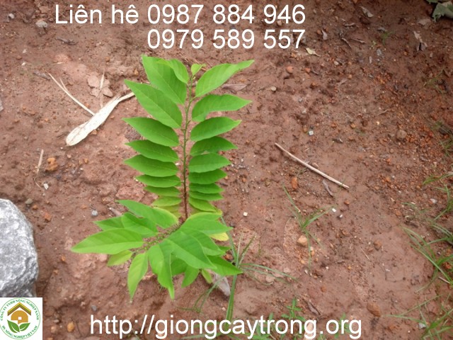 Giống Cây Na Dai Đồng Bành Lạng Sơn Dễ Trồng Năng Suất Cao