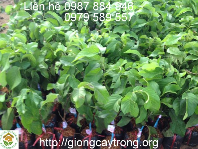 Hướng dẫn cách trồng cây na thái