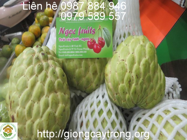 Cây na thái có giá bán cao trên thị trường