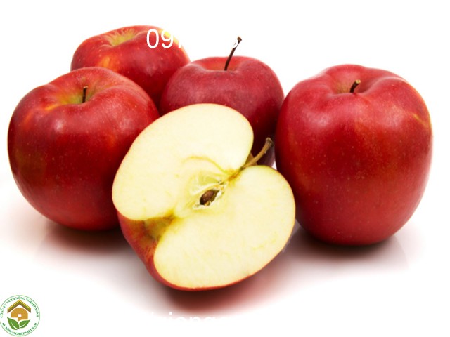 Cây táo tây đỏ- giồng F1 và hưỡng dẫn cách trồng