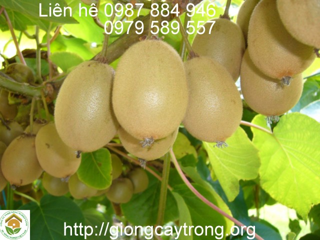 cây kiwi cho quả