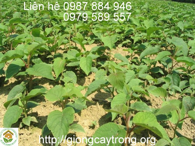 cay giong kiwi