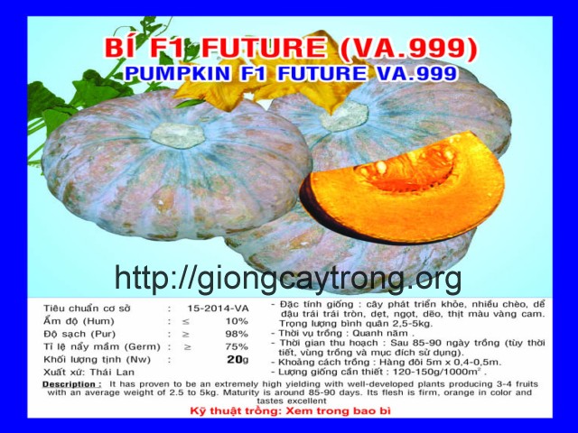 Hạt Giống Bí Ngô