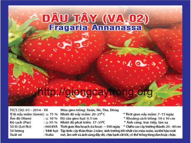 Hạt Giống Dâu Tây Chịu Nhiệt