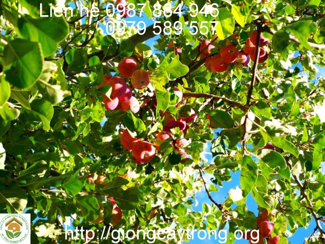 cây táo đỏ khi trồng đúng cách sẽ rất sai quả