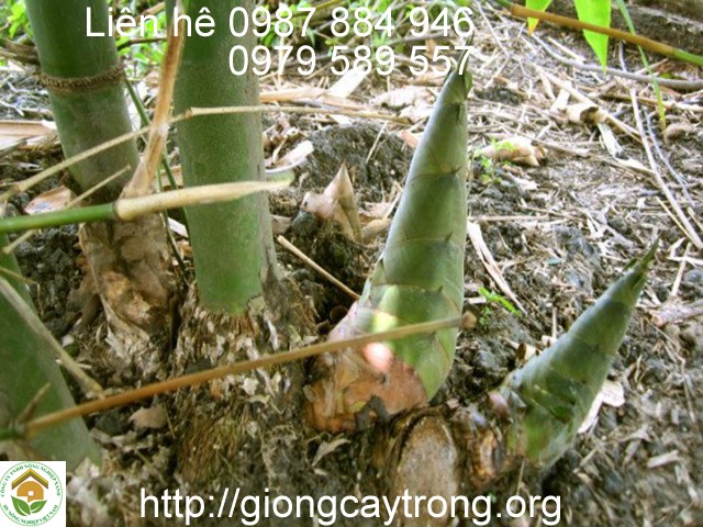 Cây Giống Tre Bát Độ Dễ Trồng Nhanh Thu Măng To Sản Lượng Tốt