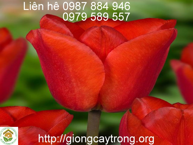 Củ Giống Tulip Lalibela
