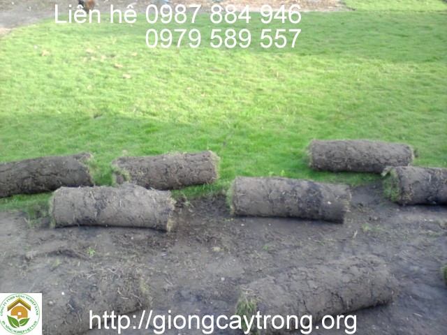 Bán Cỏ Nhung Nhật Trải Thảm Công Trình Giá Tốt - LH: 0979589557