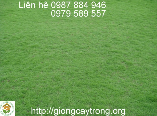 trong co nhat
