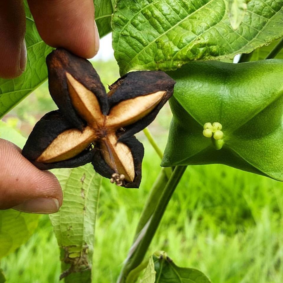 Cây Giống Sa Chi- Hướng dẫn trồng và chăm sóc
