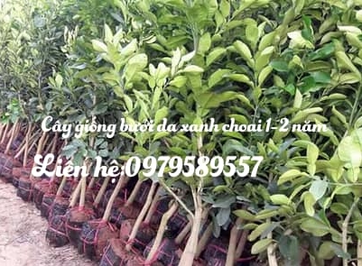 Cây giống Bưởi Da Xanh Ruột Đỏ Siêu Ngọt 1-2 năm Đang Có Quả
