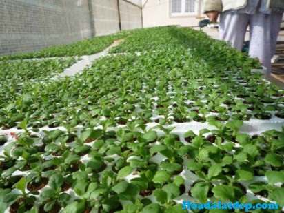 Cây Giống Hoa Cúc Giâm Cành Nhiều Màu Giống Chuẩn Học Viện Nông Nghiệp