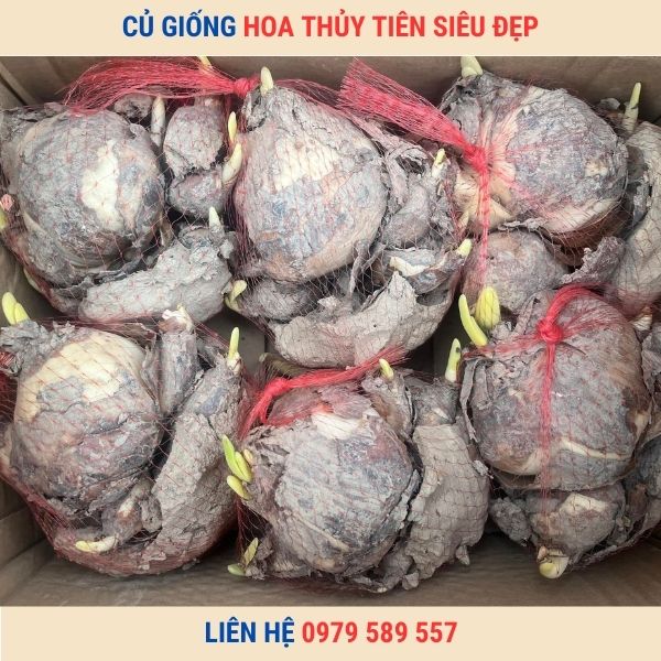 Củ giống hoa thủy tiên -Hướng dẫn trồng thủy tiên chơi tết