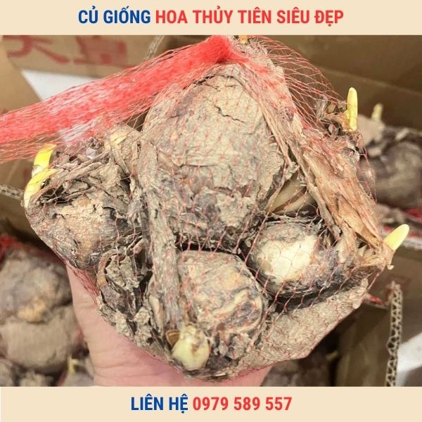 Củ giống hoa thủy tiên -Hướng dẫn trồng thủy tiên chơi tết