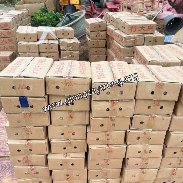 củ giống hoa thủy tiên (5)