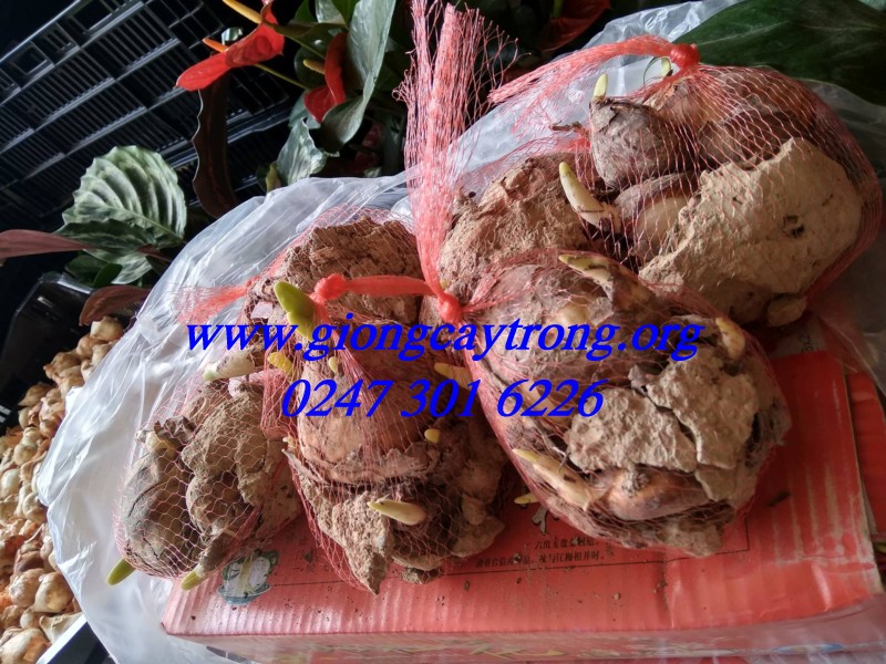 cu giong hoa thuy tien1