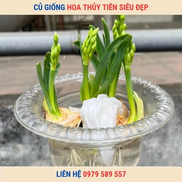 Củ giống hoa thủy tiên -Hướng dẫn trồng thủy tiên chơi tết