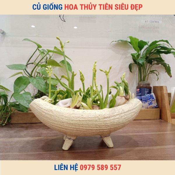 Củ giống hoa thủy tiên -Hướng dẫn trồng thủy tiên chơi tết
