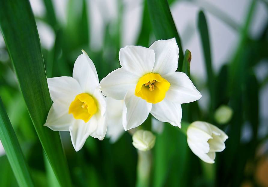Hướng dẫn gọt củ hoa thủy tiên - Kĩ thuật gọt và trồng thủy tiên mới nhất