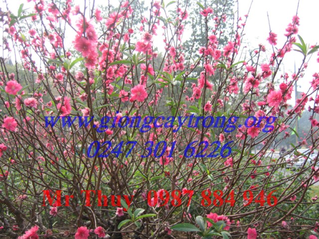 [Hướng Dẫn ]Kĩ thuật làm hoa đào ra đúng vụ