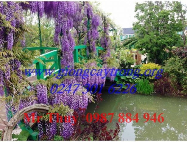 Cây hoa Tử Đằng - Cách trồng và chăm sóc hoa Tử Đằng ở Việt Nam