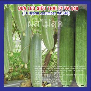 Trồng dưa leo hướng hữu cơ, năng suất, giá bán cao