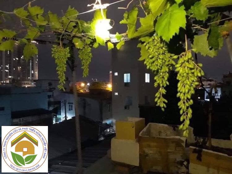 Cây giống nho ngón tay siêu quả ăn thơm ngọt mát