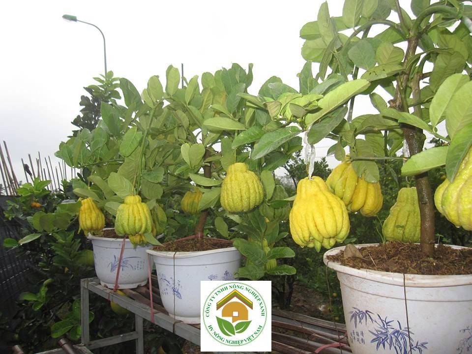 phật thủ cảnh làm chậu