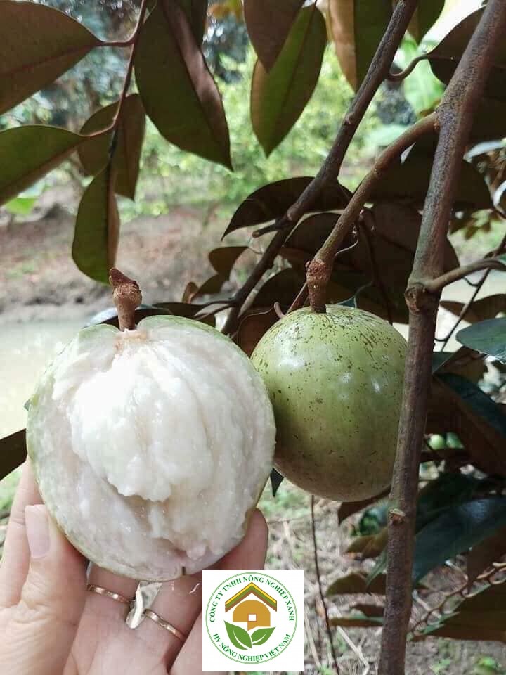 Trái cây vú sữa lò rèn