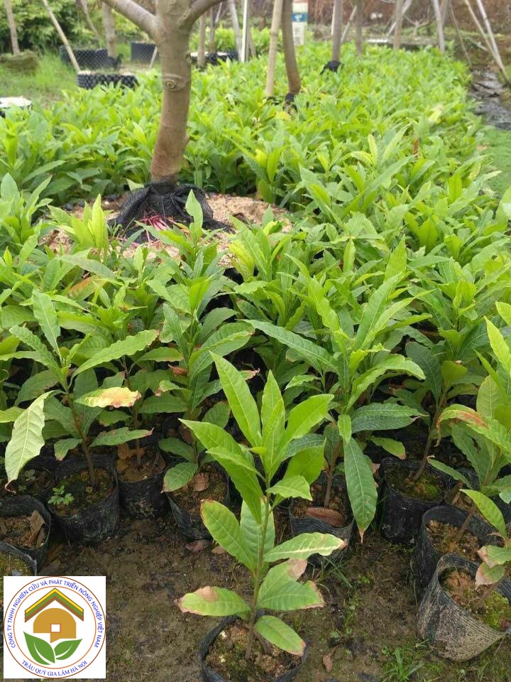 Cây giống vú sữa hoàng kim